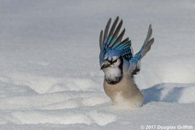 Bue Jay in Snow