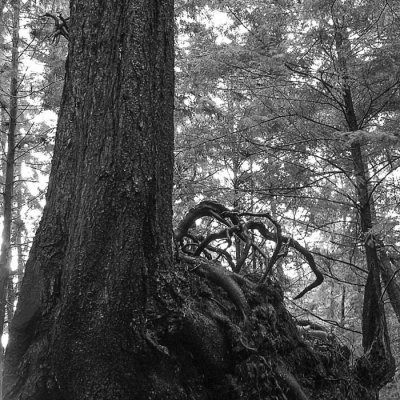 Racines / Roots - Totem Bight State Historical Park