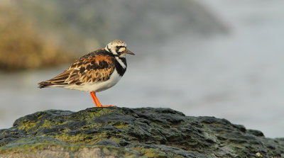 Tournepierre a Collier - Ruddy Turnstone