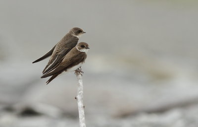 Les oiseaux - Birds