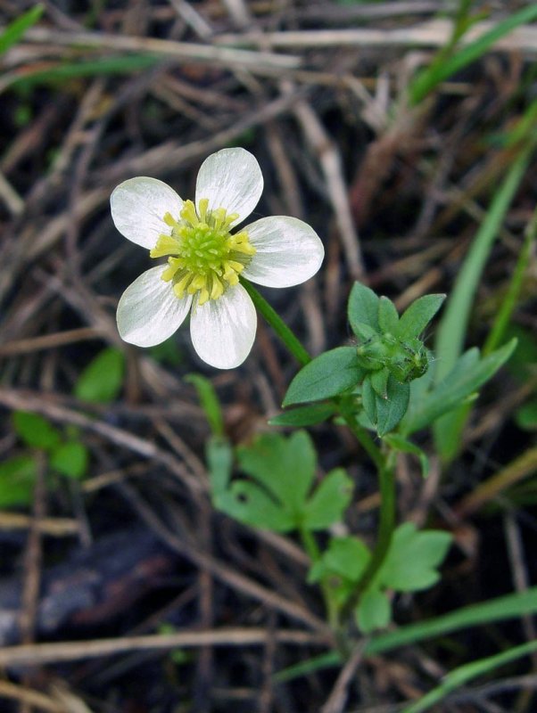 Buttercup - white variant