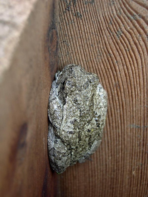 Gray Treefrog