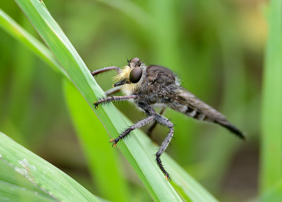 Promachus bastardii