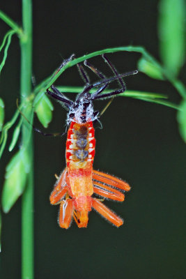 Wheel Bug (Arilus cristatus) nymph shedding