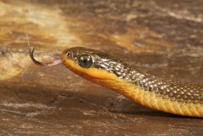 Gulf Swampsnake