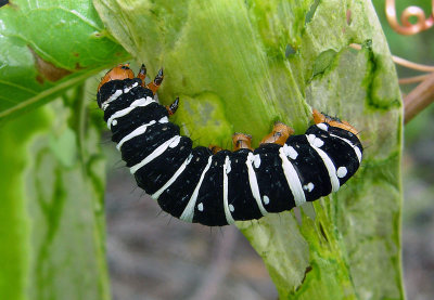 Spanish Moth caterpillar