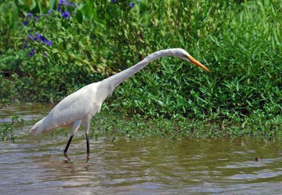 Great Egret