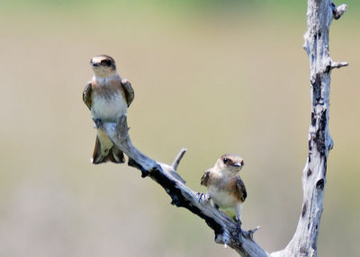 Cave-Swallows - juveniles