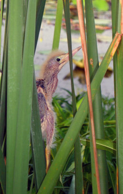 Least Bittern young
