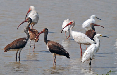 Waders (White Ibis & Snowy Egrets)