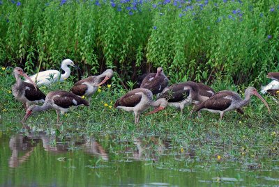 Waders (Immature White Ibis' & SnowyEgret)