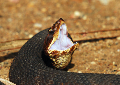 Western Cottonmouth