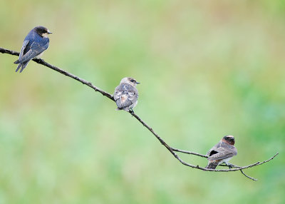 Three swallow species