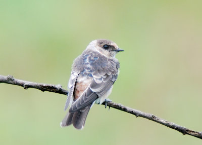 Cave Swallow juvenile