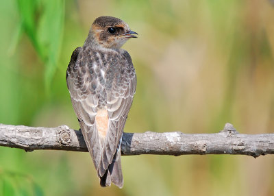 Cave Swallow juvenile