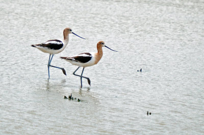 American Avocets