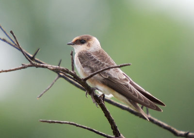 Cave Swallow- juvenile
