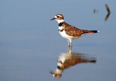 Killdeer