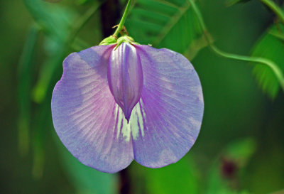 Butterfly Pea