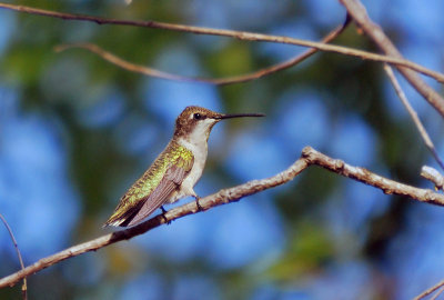 Swifts & Hummingbirds