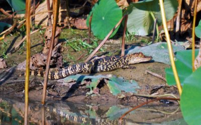 American Alligator young