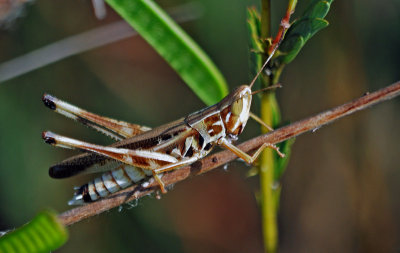 Admirable Grasshopper (Syrbula admirabilis)