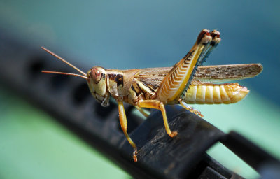 Two-spined Spur-throat Grasshopper -  (Melanoplus bispinosus)