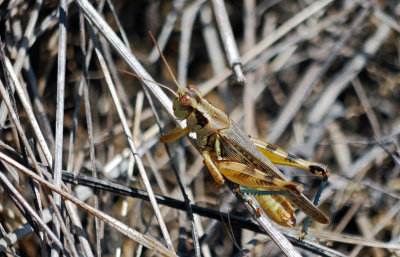 Two-spined Spur-throat Grasshopper - (Melanoplus bispinosus)