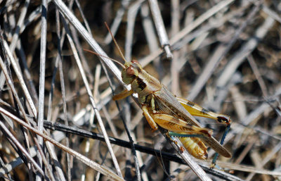 Two-spined Spur-throat Grasshopper -  (Melanoplus bispinosus)