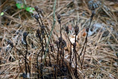 Indian Pipes  (Monotropa uniflora) - dried seedheads