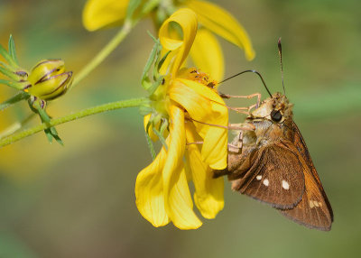 Yehl Skipper