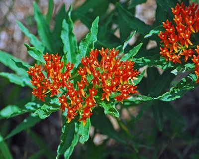 Butterflyweed