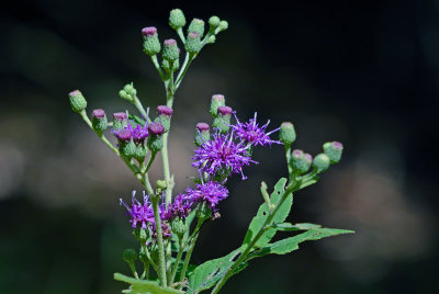 Missouri Ironweed