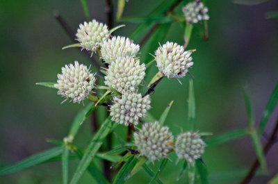 Narrowleaf mountainmint (Pycnanthemum tenuifolium)