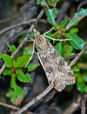Lucerne Moth (Nomophila nearctica)