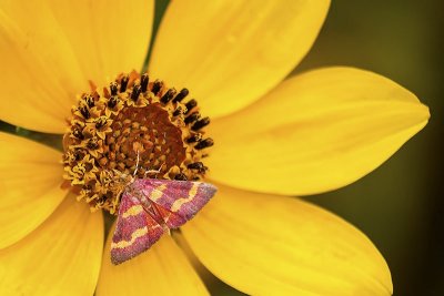Southern Purple Mint Moth  (Pyrausta laticlavia)