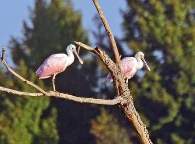 Roseate Spoonbills - immature 2nd yr.