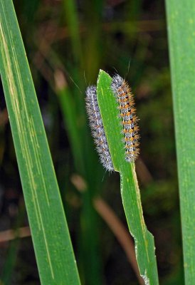 Henry's Salt Marsh Caterpillars  (Simyra insularis)