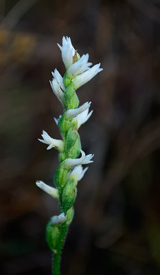 Nodding Ladie's Tresses (Spiranthes cernua) - cleistogamous form