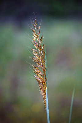 Indian Grass