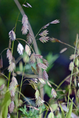 Inland Sea Oats