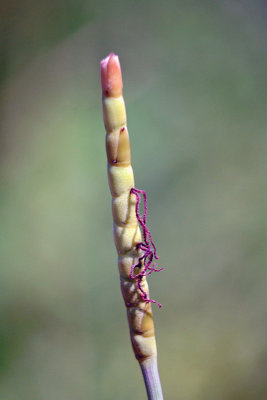 Eastern Gama Grass seedhead