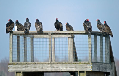 Turkey Vultures