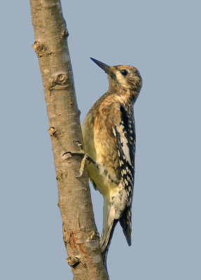 Yellow-bellied Sapsucker - juvenile