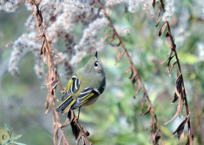 Ruby-crowned Kinglet