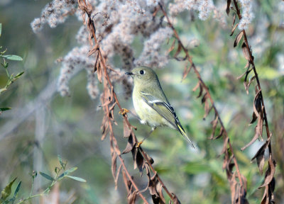 Ruby-crowned Kinglet