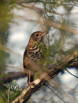 Hermit Thrush