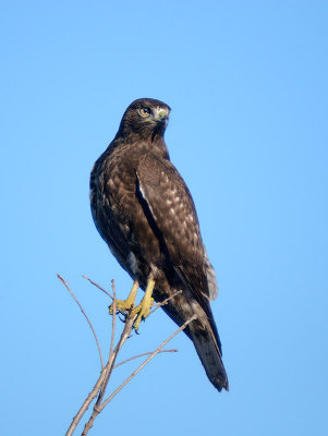 Harlan's Red-tailed Hawk - dark morph juvenile