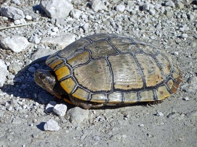 Red-eared Slider - old individual