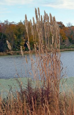 Giant Plumegrass (Saccharum giganteum) 